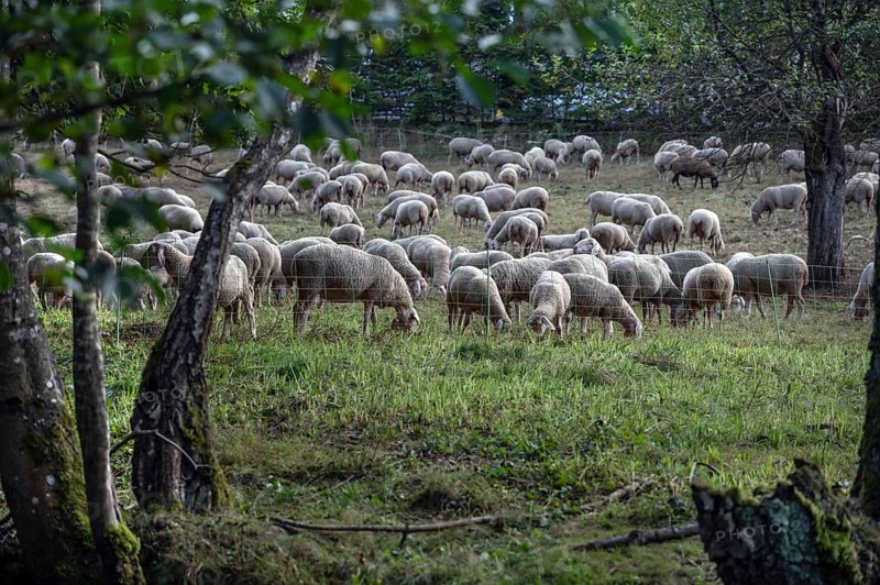 Flock of sheep (Ovis aries) fenced in on a pasture, Franconian Switzerland, Egloffstein, Upper Franconia, Bavaria, Germany
