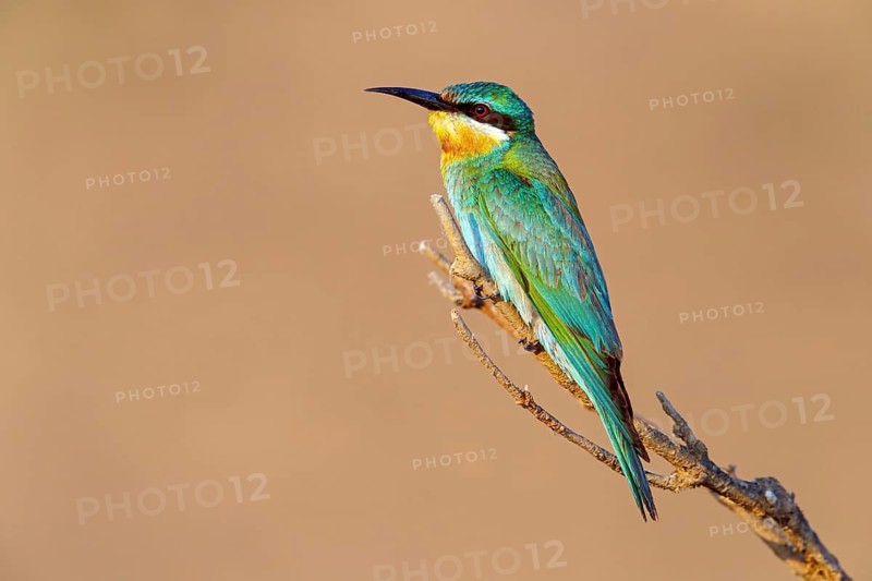 Blue-cheeked Bee-eater, (Merops persicus), family of bee-eaters, bird on perch, Al Mughsyal, Salalah, Dhofar, Oman