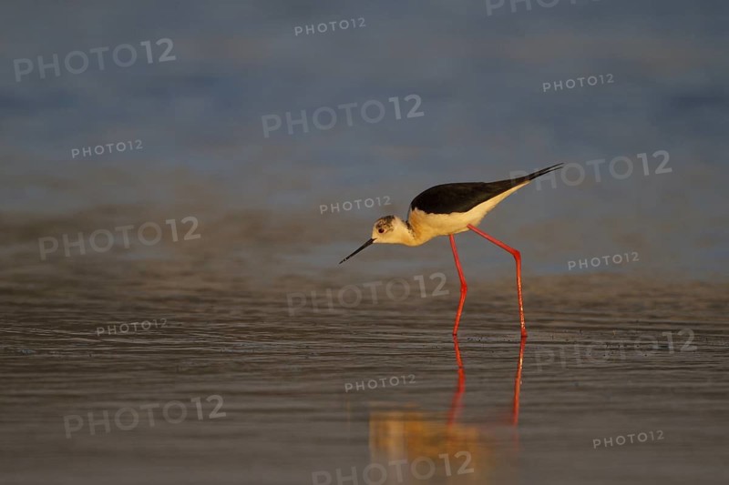 Black-winged Stilt (Himantopus himantopus) foraging, Greece