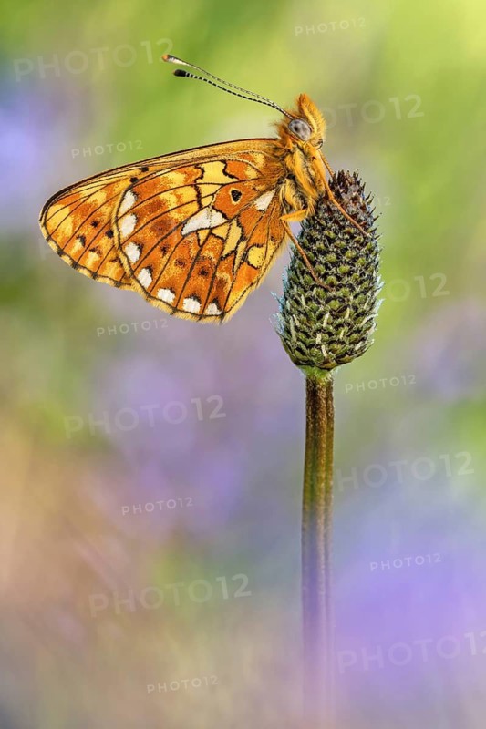 Der Silberfleck Perlmuttfalter (Boloria euphrosyne) von der Flügel-Unterseite