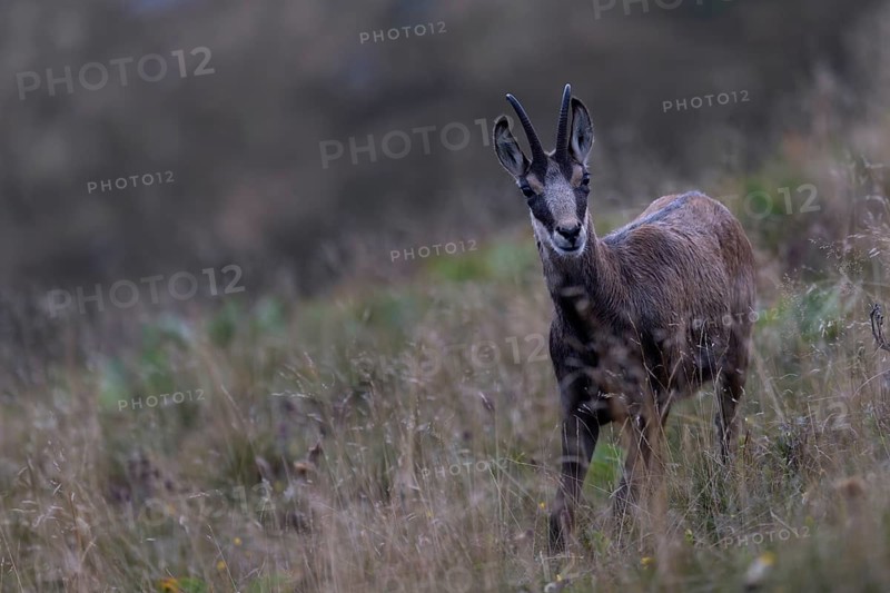 Chamois (Rupicapra rupicapra), Vosges, France