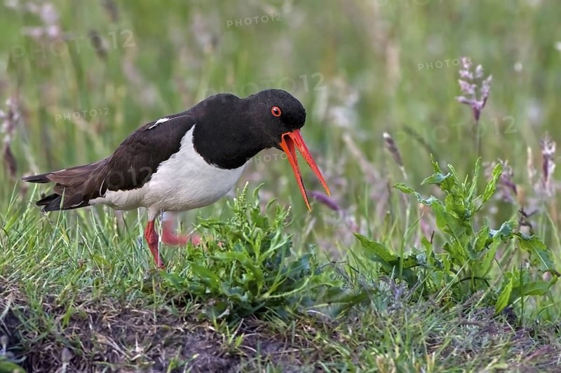 Eurasian Oystercatcher (Haematopus ostralegus) calling, Texel, Netherlands