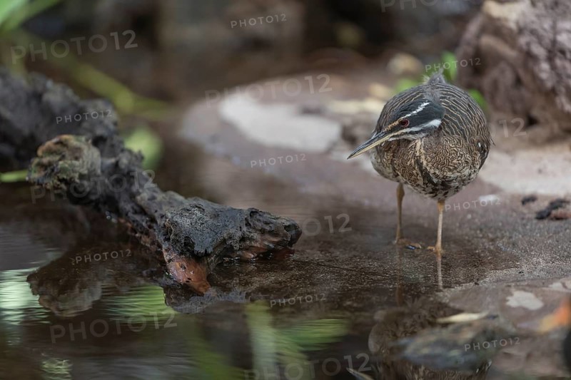 One sunbittern (Eurypyga helias) standing in the water of a forest creek