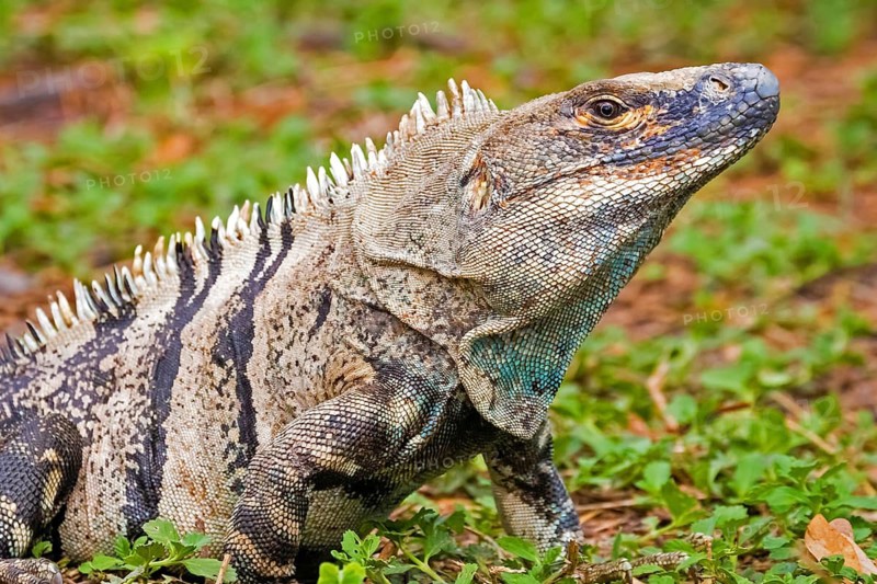 Central America, Costa Rica, (Iguana iguana), iguana, Green iguana, animal, animals, reptile, reptiles, portrait Palo Verde