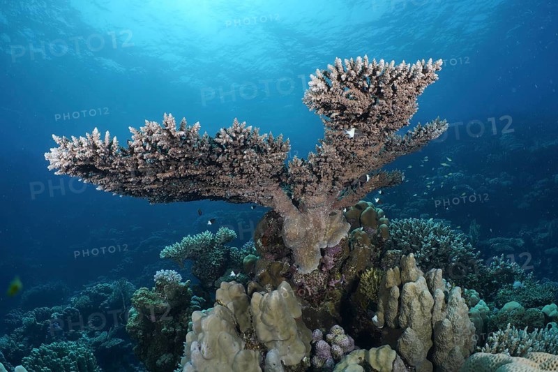 Pharaoh's antler coral (Acropora pharaonis)