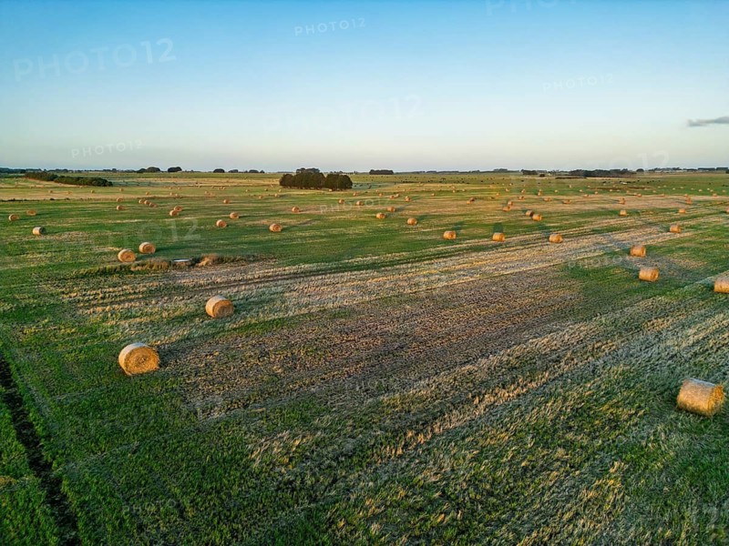 Aerial view of a rural landscape with numerous hay bales scattered across lush green fields under a clear blue sky in Victoria, Australia. The scene conveys tranquility and agricultural abundance