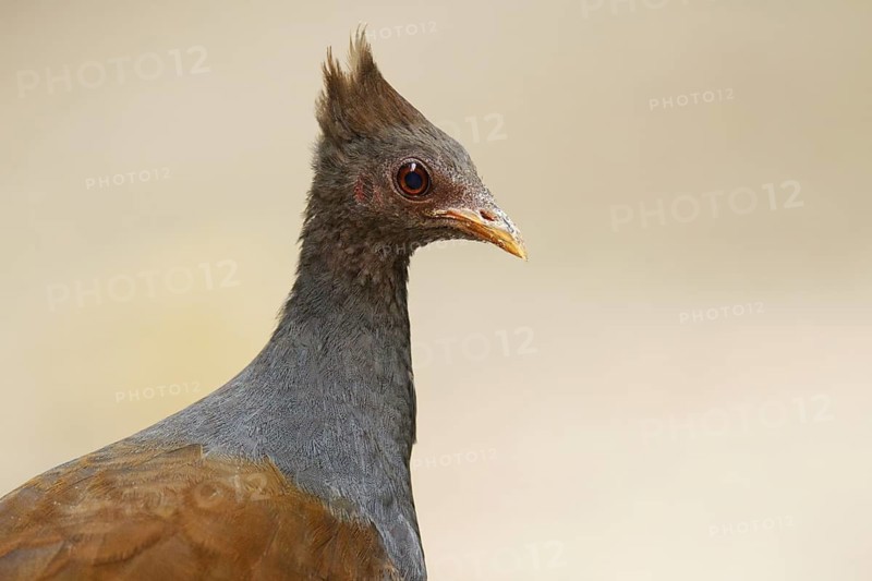 Orange-footed Scrubfowl (Megapodius reinwardt), Queensland, Australia