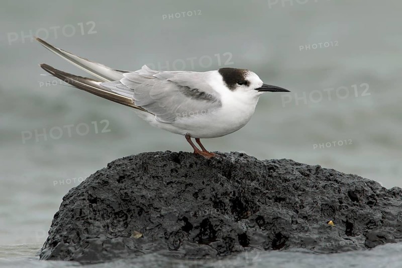Common Tern-longipennis (Sterna hirundo longipennis), Victoria, Australia
