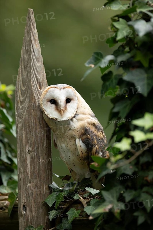 Western Barn Owl (Tyto alba) captive, perched in a tree, Germany