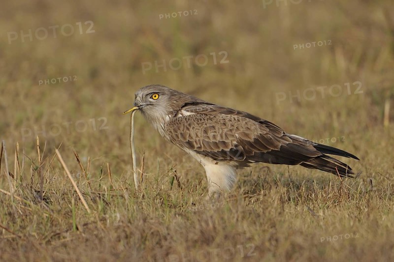 Short-toed Snake Eagle (Circaetus gallicus), India