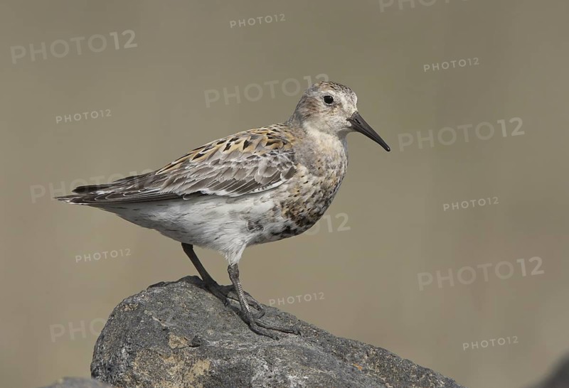 Rock Sandpiper (Calidris ptilocnemis) female, Alaska, USA