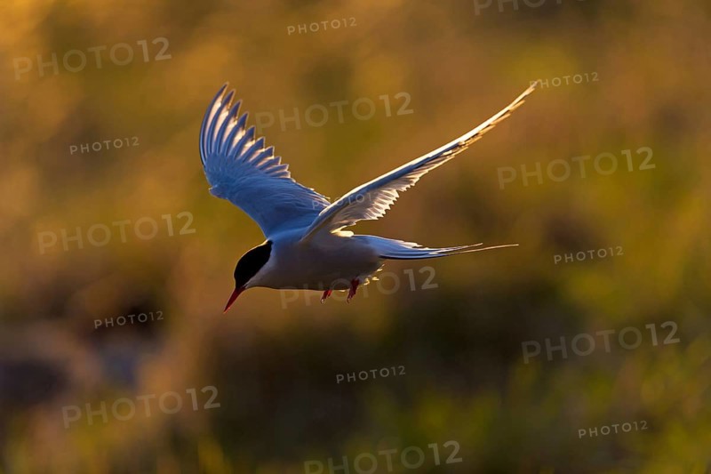 Arctic Arctic Tern, Sterna paradisaea, Sterne arctique, Charrán Ártico, Varanger, Finnmark, Norway