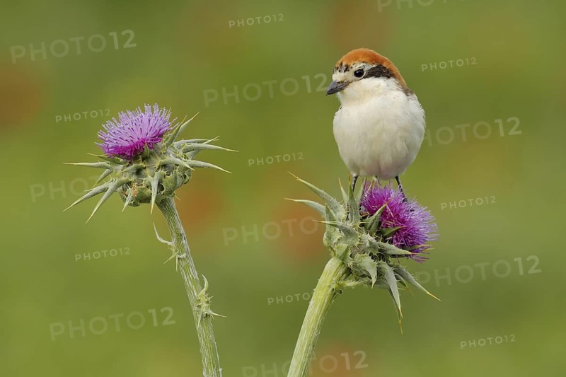 Woodchat Shrike (Lanius senator) female, Andalusia, Spain