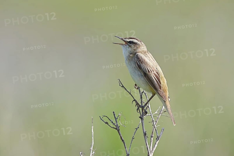 Reed Warbler (Acrocephalus schoenobaenus) singing in a shrub, Wildlife, Lembruch, Ochsen Moor, Dümmer nature park Park, Lower Saxony, Germany