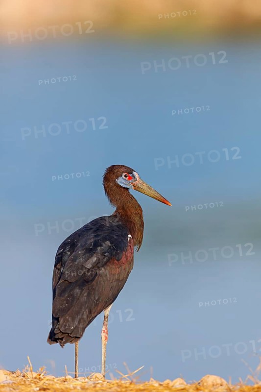 Abdim's stork, rain stork, Abdim, (Ciconia abdimii), African stork species, family of storks, Raysut Water Treatment Plant, Salalah, Dhofar, Oman