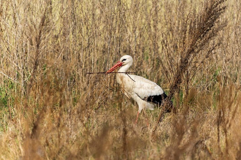 A stork with a stick in its beak hidden in tall grass, white stork (Ciconia ciconia), wildlife, Germany