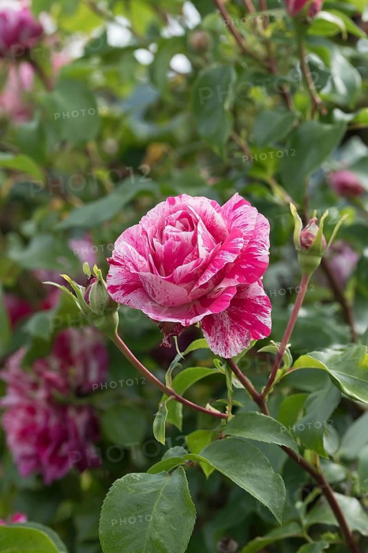 Climbing rose (Rosa COLIBRI), Germany