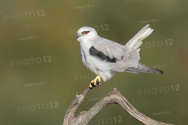 Black-shouldered Kite (Elanus axillaris), Western Australia, Australia
