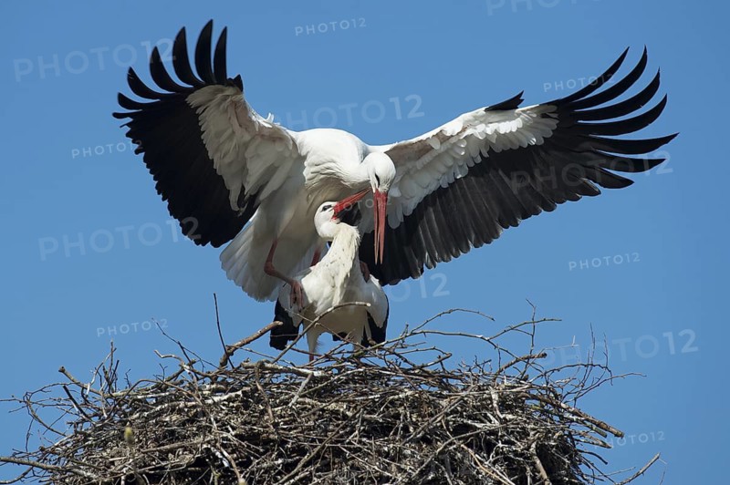 White Stork (Ciconia ciconia) pair mating, Lower Saxony, Germany