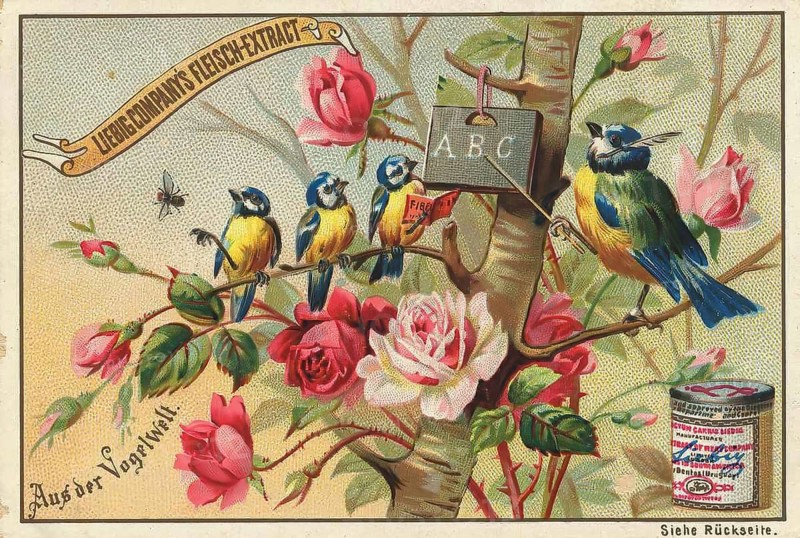 Picture series From the world of birds, in the bird school, learning to read, Liebig picture, digitally restored reproduction of a collector's picture from around 1900, public domain, exact date unknown, birds on a branch, surrounded by rose petals, illustrated in vintage style