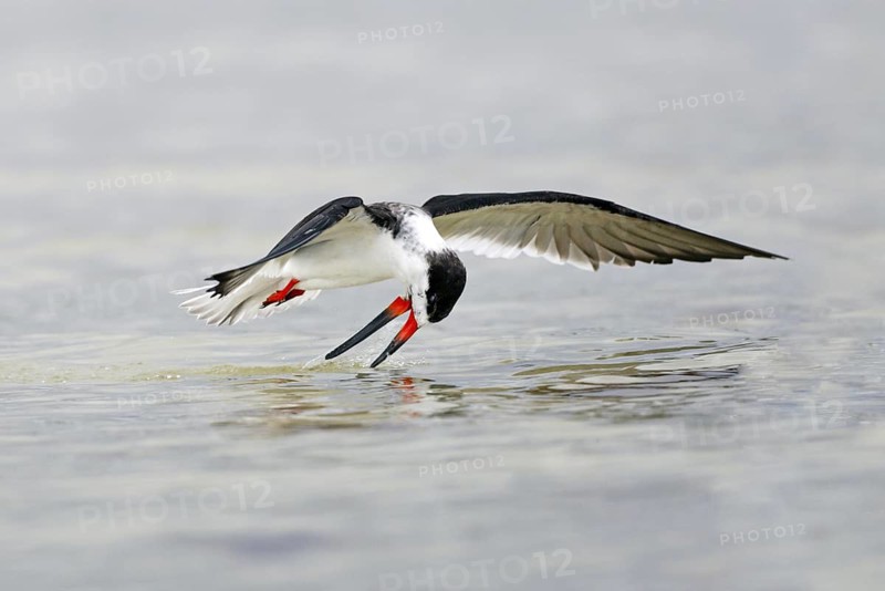Black Skimmer (Rynchops niger), Florida, USA