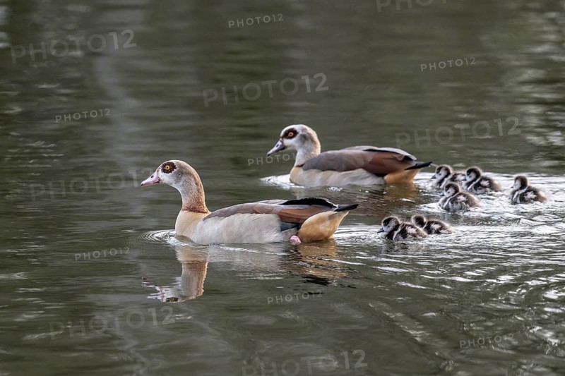 Egyptian geese (Alopochen aegyptiaca) with goslings, Emsland, Lower Saxony, Germany