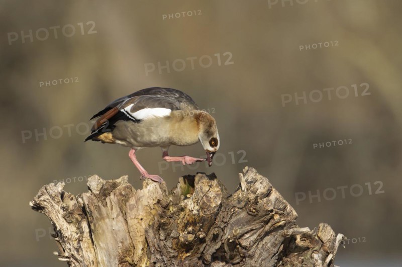 Egyptian goose (Alopochen aegyptiaca) adult bird on a tree stump, Suffolk, England, United Kingdom