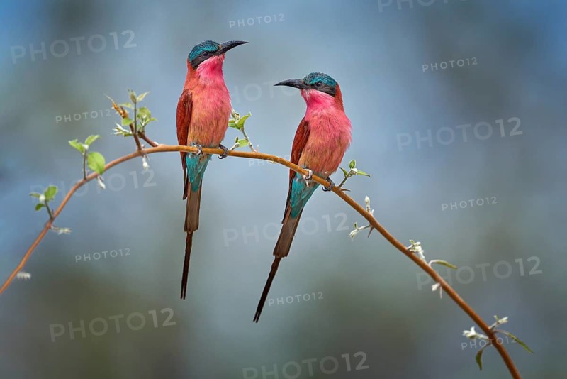 Carmine Bee-eater, Merops nubicoides, Okavango delta, Botswana in Africa. Wildlife scene from Africa. Portrait of pink red bee-eater in the sand habitat. Wildlife scene from nature