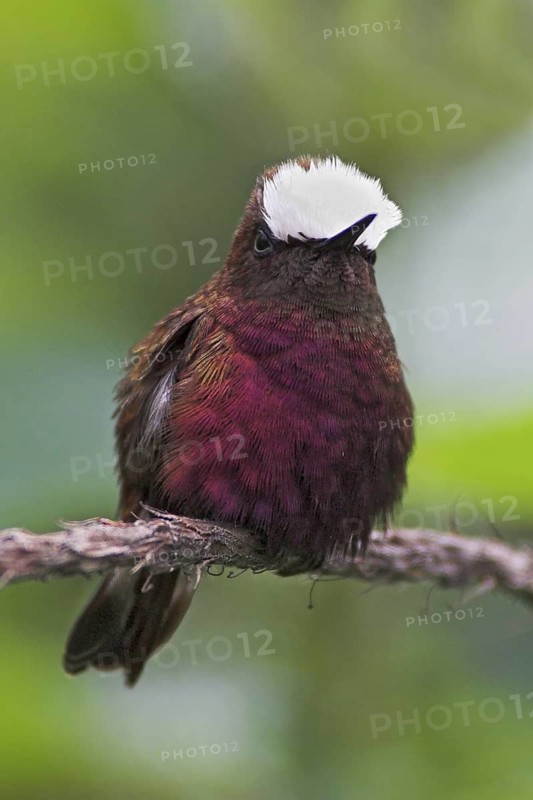 Snowcap (Microchera albocoronata), Costa Rica