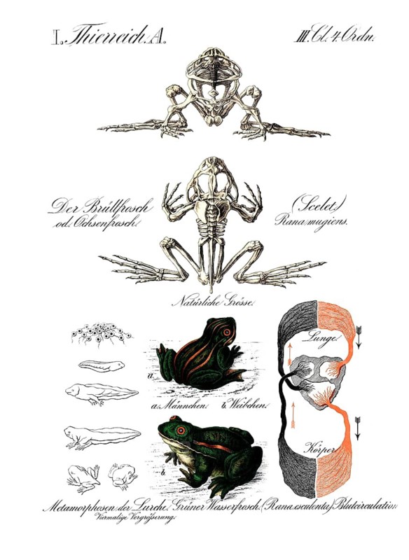 Animal kingdom, roar frog or bullfrog skeleton, rana mugiens, amphibian metamorphoses, green water frog, rana esculenta, blood circulation, reproduction of a historical school picture, mural or teaching board, authentic, exact date unknown