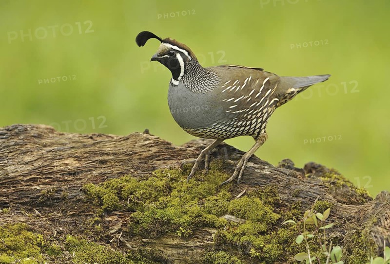California Quail (Callipepla californica) male, Canada