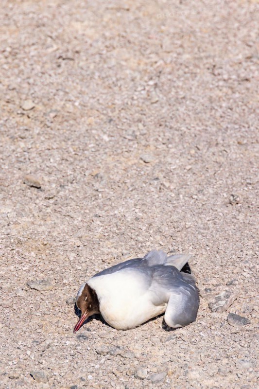 Black-headed gull (Chroicocephalus ridibundus) lying dead on the ground probably due to Avian influenza