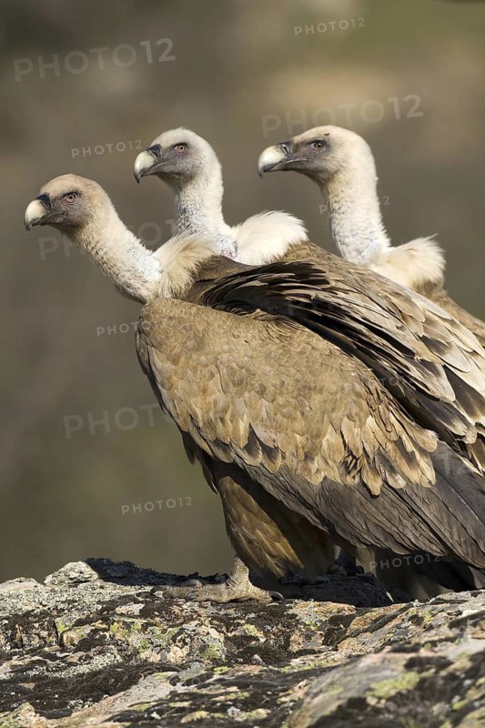 Griffon Vulture (Gyps fulvus), Madrid, Spain