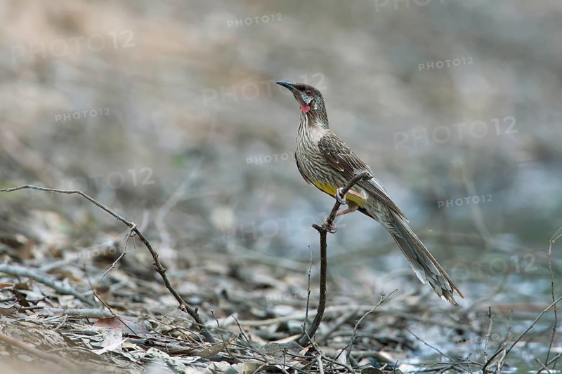 Red Wattlebird (Anthochaera carunculata), Victoria, Australia