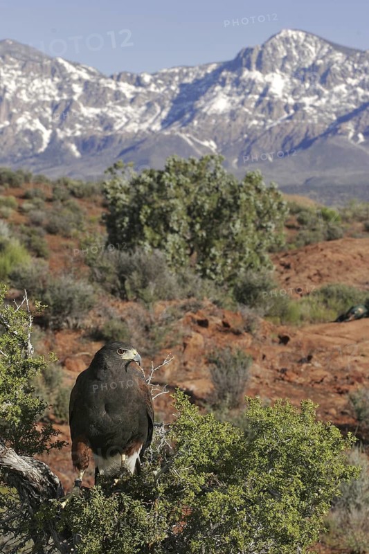 Harris's Hawk (Parabuteo unicinctus), Utah, USA