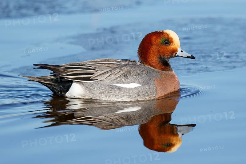 Eurasian Wigeon (Mareca penelope) male, Netherlands