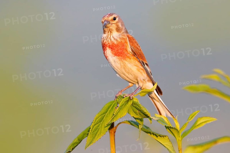 Common linnet, Linaria cannabina, small passerine bird sitting on green vegetation. Red linnet in the nature habitat, Czech Republic