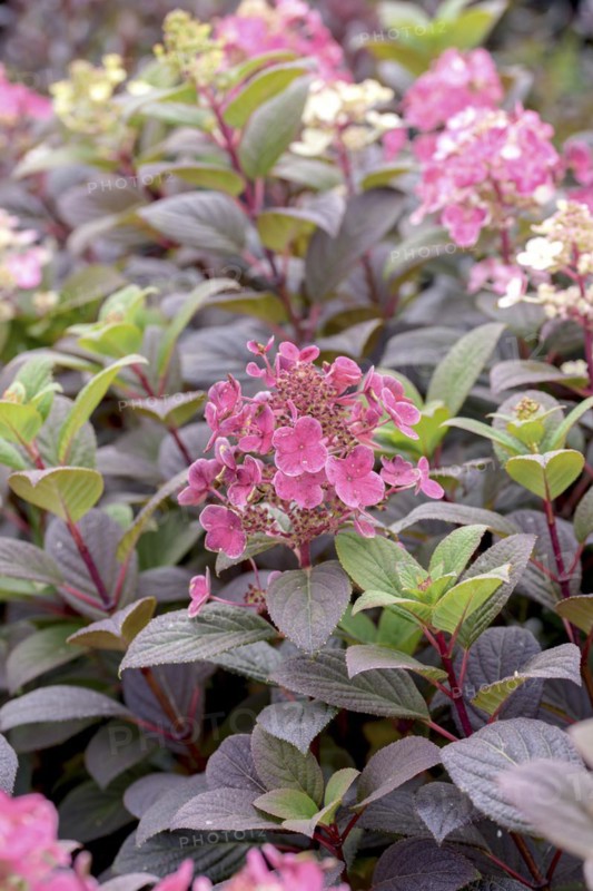 Hydrangea paniculata LITTLE QUICK FIRE, BS Sämann, Bautzen, Saxony, Germany