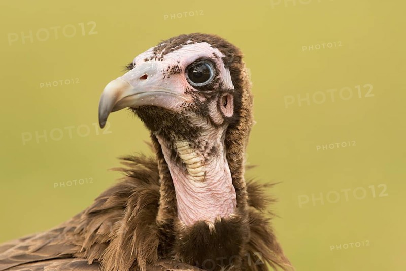 Hooded Vulture (Necrosyrtes monachus) juvenile, Gambia