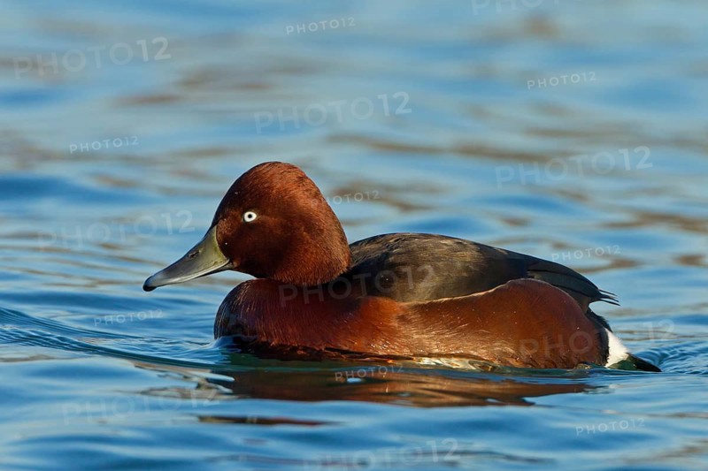 Ferruginous Duck (Aythya nyroca) male, Baden-Wuerttemberg, Germany