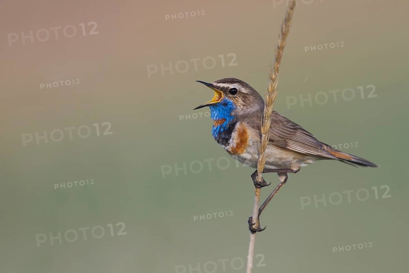 Bluethroat - Blaukehlchen - Cyanecula svecica ssp. pallidogularis, Kazakhstan, adult male