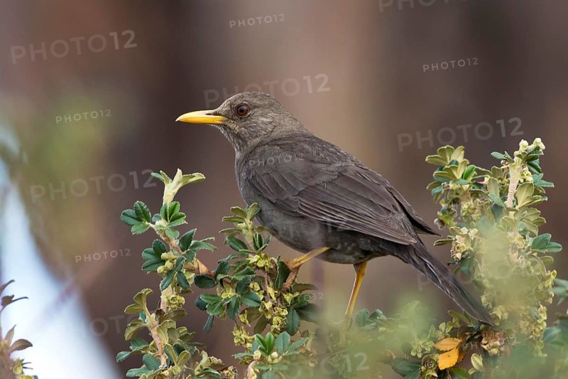 Chiguanco Thrush (Turdus chiguanco) female, Peru