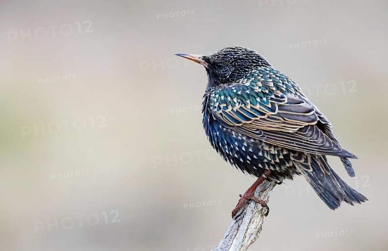 Common starling (Sturnus vulgaris) Germany