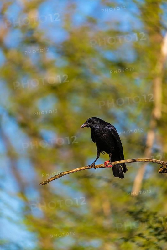 One carrion crow (Corvus corone), sitting high up in a tree in bright sunlight with a blue sky in the background