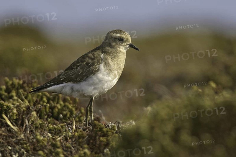 Rufous-chested Plover (Charadrius modestus), Falkland Islands