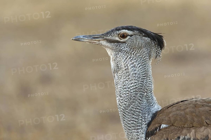 Kori Bustard (Ardeotis kori), Northern Cape, South Africa