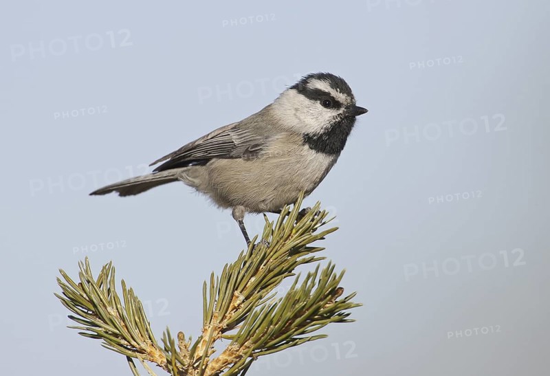 Mountain Chickadee (Poecile gambeli), New Mexico, USA