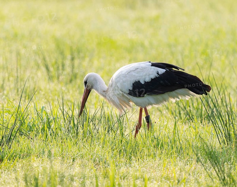 White stork (Ciconia ciconia) foraging in a meadow in the early morning, dew beads on the grass, Lower Saxony, Germany