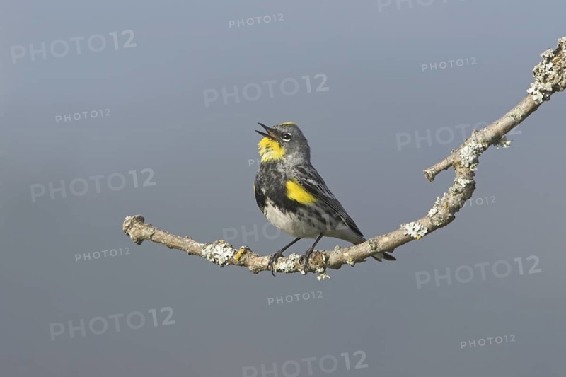 Audubon's Warbler (Setophaga auduboni), British Columbia, Canada