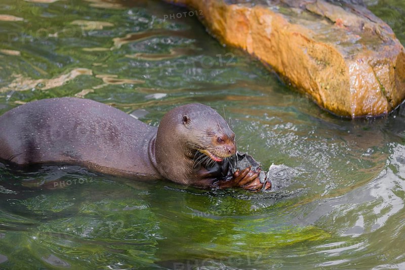 A giant otter or giant river otter (Pteronura brasiliensis) sits in the shallow water of a small river and eats a catfish